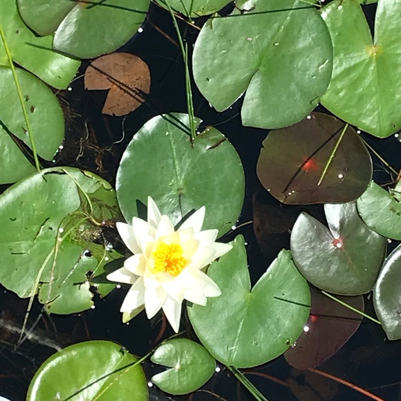 Meet your Posher, Lisa - Picture 1 of 1